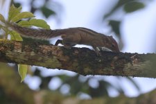 20230412 (1)_Indian_Palm_Squirrel.JPG