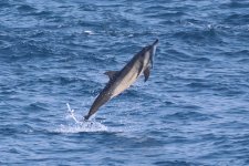 20230413 (18)_Long-snouted_Spinner_Dolphin.JPG