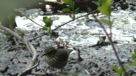 waterthrush h.jpg