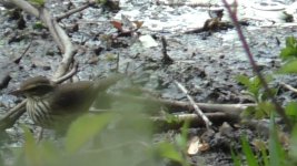 waterthrush i.jpg