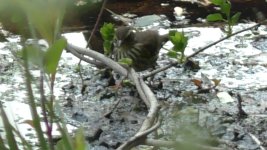 waterthrush e.jpg