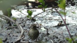 waterthrush g.jpg