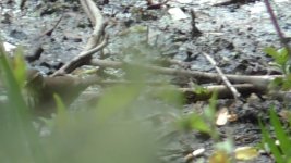 waterthrush j.jpg