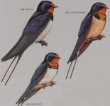 barn swallow ssp.jpg
