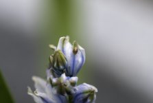 20230510 - Tiny bug on Russian Snowdrop (Shield Bug).jpg