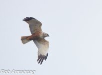 Marsh harrier.jpg