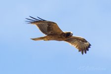 Booted-Eagle-(136)-fbook.jpg