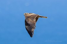 Booted-Eagle-(221)-Punta-Camorro-fbook.jpg