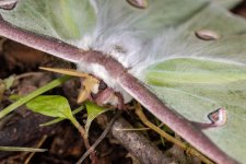 Luna Moth Head.jpg