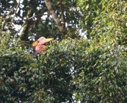 helmeted hornbill head in the fruit tree.JPG