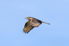 Honey-Buzzard-(84)-fbook.jpg