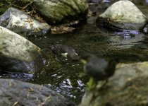 Dipper juvenile under instruction.jpg