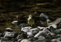 Grey Wagtail female by the burn.jpg