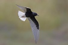 White-winged Black Tern.jpg