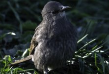 20230508 - Starling youngster.jpg