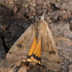 garden moths 131.jpg