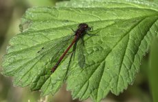 Large Red Damselfly male on a leaf.jpg