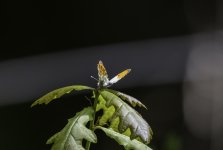 Orange Tip butterfly on a young Oak.jpg