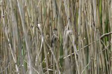 20230528 - Sedge Warbler in the reed beds.jpg