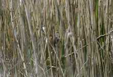 20230528 - Sedge Warbler in the reed beds .jpg