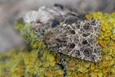 garden moths 016.jpg