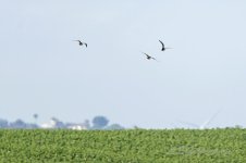 Pin-tailed-Sandgrouse-(5)-fbook.jpg