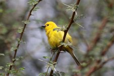 Arabian Golden Sparrow ksa 1.jpg