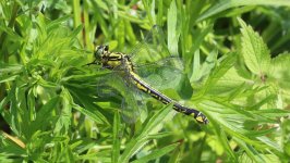 IMG_1065a Common Clubtail 29 May 2023 Goring.jpg