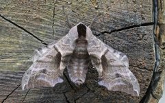 Eyed Hawkmoth 001.jpg