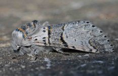 Poplar Kitten 003.jpg