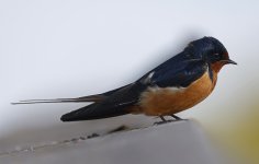 Barn Swallow 030.jpg