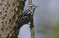 Black-and-white Warbler 030.jpg