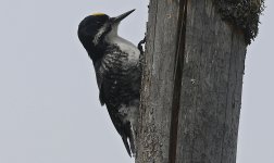 Black-backed Woodpecker 030.jpg