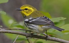 Black-throated Green Warbler 030.jpg