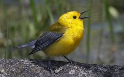 Prothonotary Warbler 030.jpg