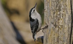 White-breasted Nuthatch 001.jpg