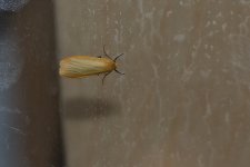 20230518 (2)_Orange_Footman.JPG