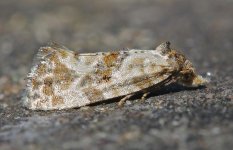 Cochylis molliculana 001.jpg