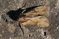 Clouded-bordered Brindle (1) 001.jpg