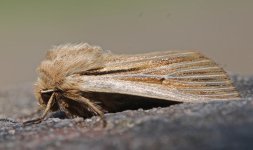 Shoulder-striped Wainscot 003.jpg