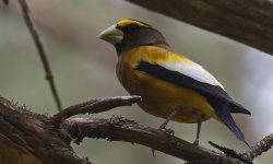 Evening Grosbeak 031.jpg