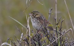 Henslow's Sparrow 031.jpg