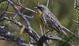 Kirtland's Warbler 030.jpg