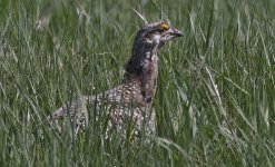 Sharp-tailed Grouse 031.jpg