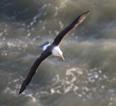 Black-browed Albatross (9).JPG