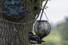 20230604 - Starling youngster gets pointers from the Woodpecker male.jpg