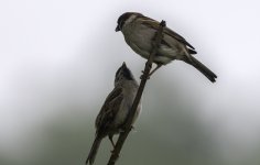 20230606 - Tree Sparrow youngster being fed.jpg