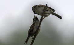 20230606 - Tree Sparrow youngster being fed 2.jpg