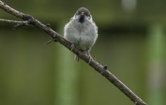 20230606 - Tree Sparrow youngster trying to smile at the camera.jpg