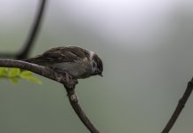 20230606 - Tree Sparrow youngster.jpg